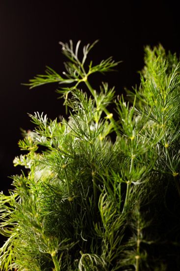 Restaurant Villard-Reculas, Alpe d’Huez · Demeure Sauvage